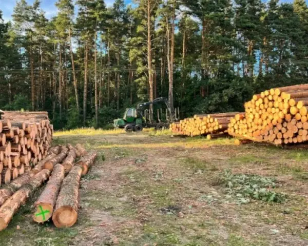 Jak uzasadnić wniosek o wycięcie drzewa, aby uniknąć problemów?