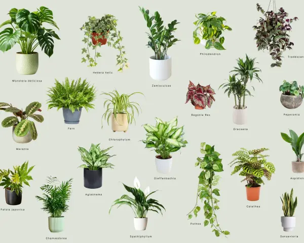 Rośliny do ciemnego pokoju: Monstera, Zamioculcas, Aglaonema, Sansevieria i inne zielone piękności.