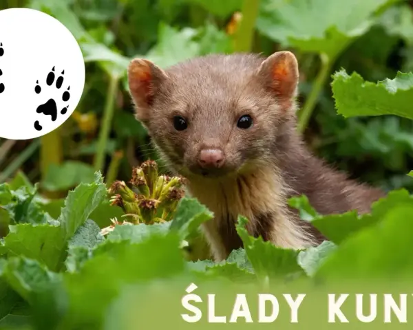 Urocza kuna z rudawym futerkiem wychyla się z zielonych liści. Obok jej śladów łapek.