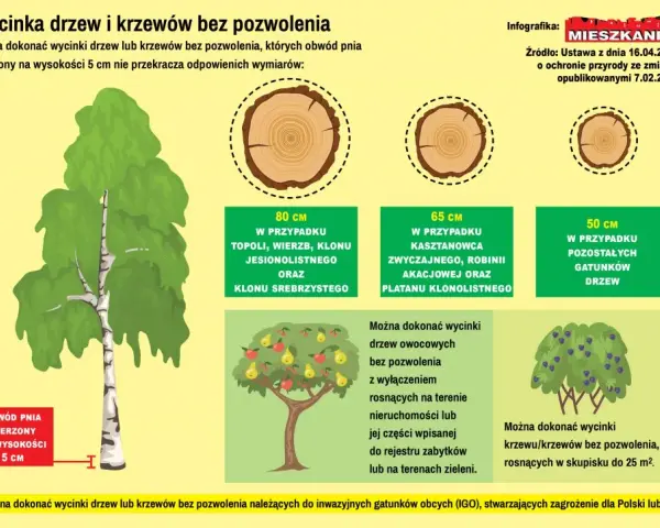 Jak zmierzyć obwód drzewa do wycięcia i uniknąć problemów prawnych