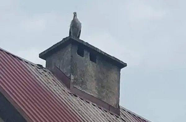 Co oznacza bocian na dachu domu? Symbolika szczęścia i ochrony