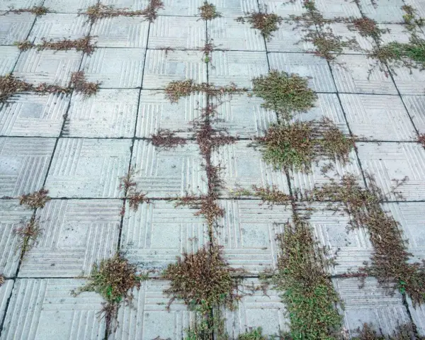 Chwasty rosną między płytkami chodnikowymi. Sól na chwasty w kostce brukowej mogłaby pomóc w walce z tym problemem.