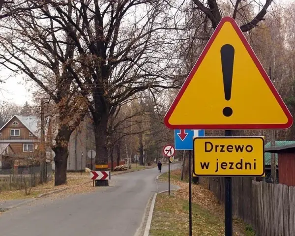 Czy trzeba zgłaszać wycinkę drzew? Sprawdź, aby uniknąć kar