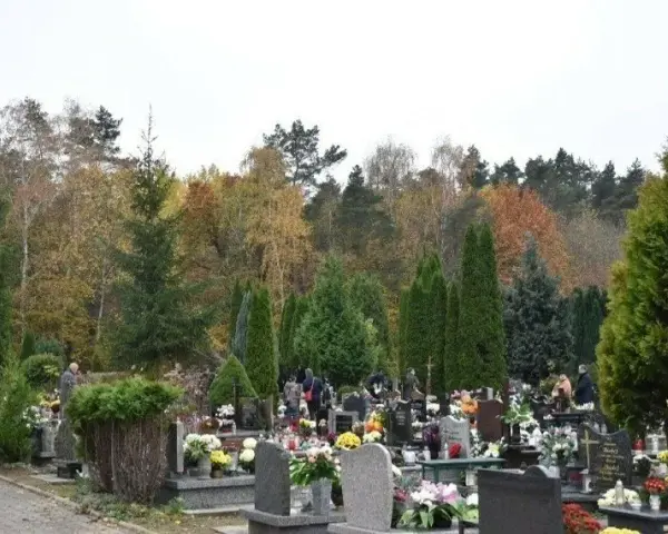 Kto płaci za wycinkę drzew na cmentarzu? Sprawdź, kto ponosi koszty