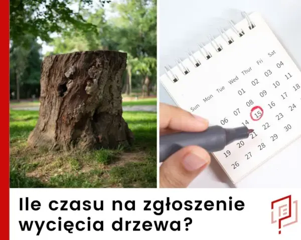 Gdzie zgłosić wycięcie drzewa? Poznaj ważne informacje i przepisy
