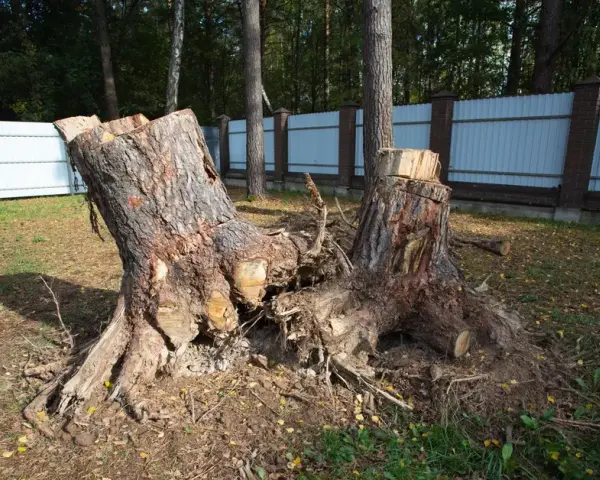 Wycinka drzew bez zezwolenia – jak skutecznie zgłosić naruszenie