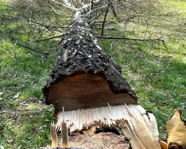 Ile bierze pilarz za wycięcie drzewa? Sprawdź koszty i czynniki wpływające