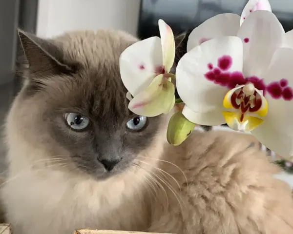 Kot z niebieskimi oczami obok białej orchidei. Czy storczyk jest trujący dla kota? Nie, storczyki są bezpieczne dla kotów.