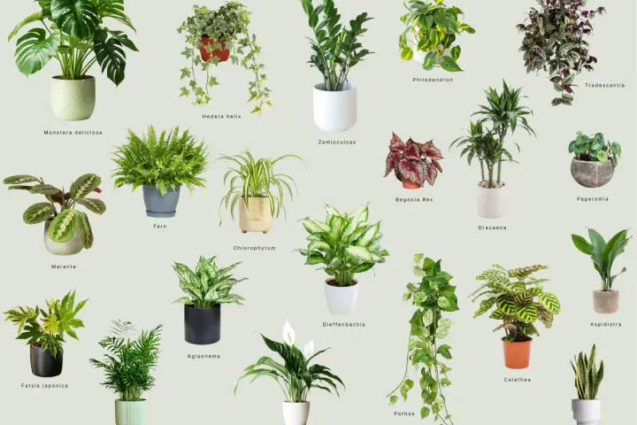 Rośliny do ciemnego pokoju: Monstera, Zamioculcas, Aglaonema, Sansevieria i inne zielone piękności.