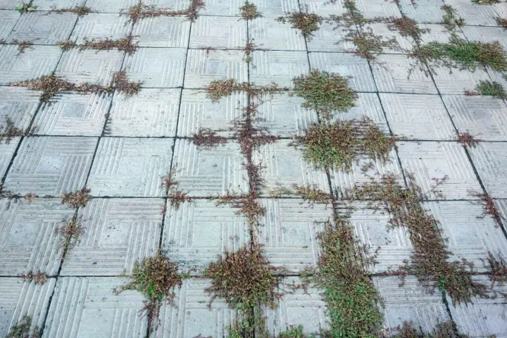 Chwasty rosną między płytkami chodnikowymi. Sól na chwasty w kostce brukowej mogłaby pomóc w walce z tym problemem.