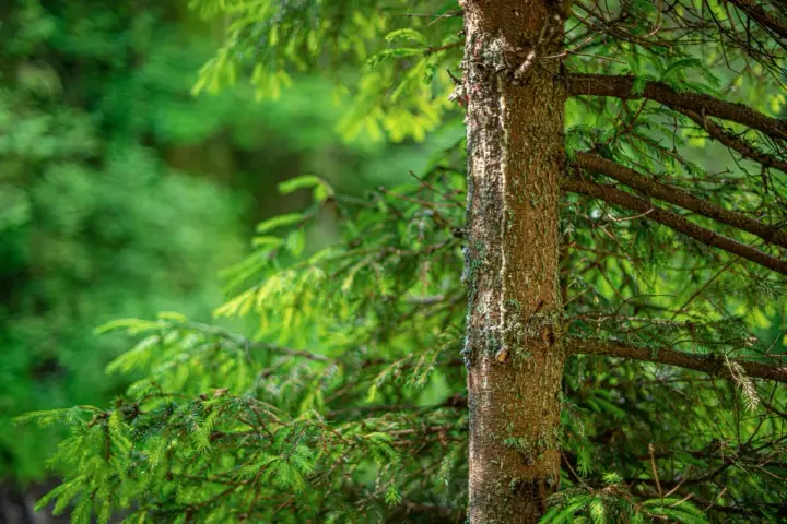 Fragment pnia drzewa iglastego na tle zielonego lasu.