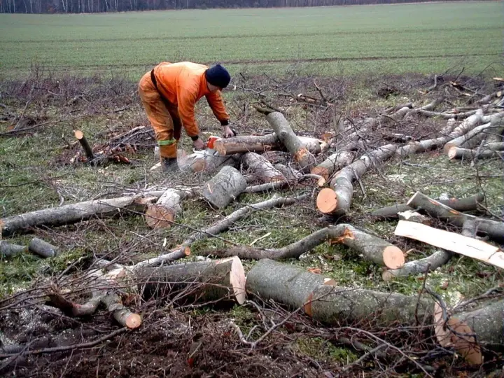 Drwal w pomarańczowym stroju używa piły łańcuchowej do cięcia powalonego drzewa.