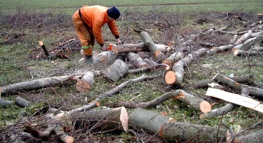 Drwal w pomarańczowym stroju używa piły łańcuchowej do cięcia powalonego drzewa.