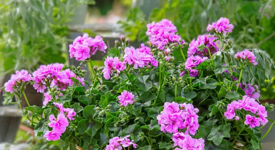 Kaskadowa pelargonia w donicy, obsypana mnóstwem różowych kwiatów.
