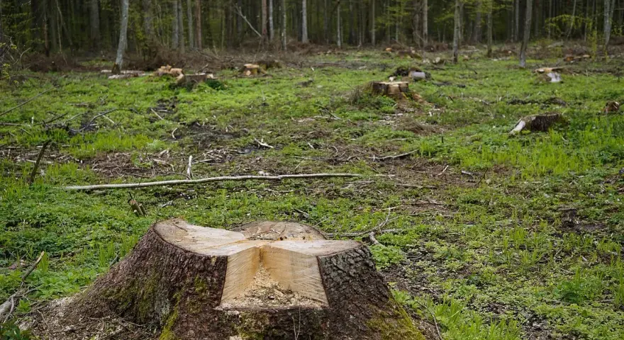Kupa świeżo ściętych pni drzew w lesie, z widocznymi śladami wycinki.