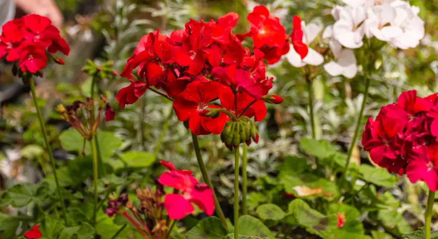 Czerwone i białe pelargonie, idealne kwiaty na balkon zachodni, kwitną w słońcu.
