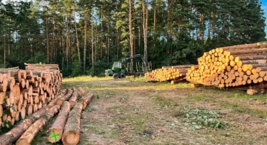 Jak uzasadnić wniosek o wycięcie drzewa, aby uniknąć problemów?