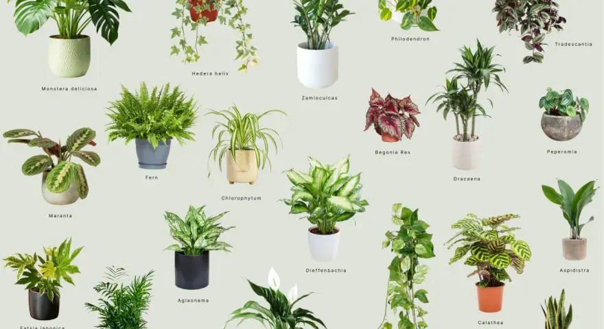 Rośliny do ciemnego pokoju: Monstera, Zamioculcas, Aglaonema, Sansevieria i inne zielone piękności.