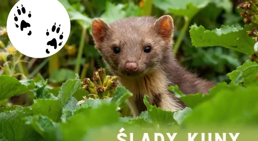 Urocza kuna z rudawym futerkiem wychyla się z zielonych liści. Obok jej śladów łapek.