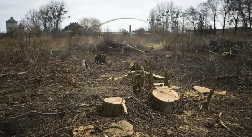 Obszar na którym wycięto drzewa w lesie - skutki i kontrowersje