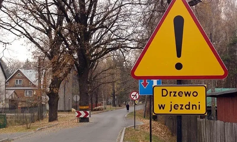 Czy trzeba zgłaszać wycinkę drzew? Sprawdź, aby uniknąć kar