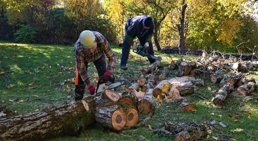 Wycinka drzew jaki VAT? Poznaj różnice między stawkami 8% a 23%