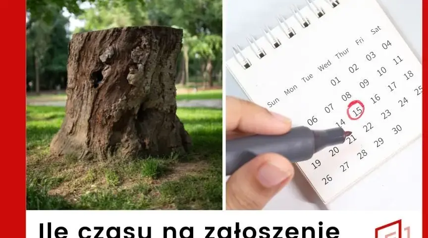 Gdzie zgłosić wycięcie drzewa? Poznaj ważne informacje i przepisy
