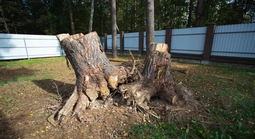 Wycinka drzew bez zezwolenia – jak skutecznie zgłosić naruszenie