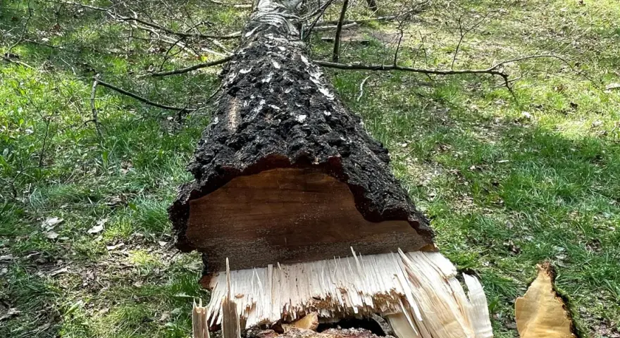 Ile bierze pilarz za wycięcie drzewa? Sprawdź koszty i czynniki wpływające