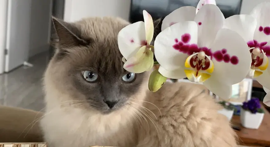 Kot z niebieskimi oczami obok białej orchidei. Czy storczyk jest trujący dla kota? Nie, storczyki są bezpieczne dla kotów.