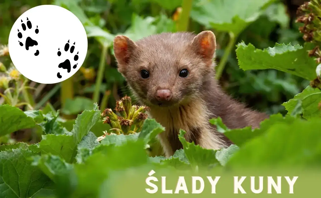 Urocza kuna z rudawym futerkiem wygląda zza zielonych liści. Obok ślady łapek, które zdradzają, jak wygląda kuna.