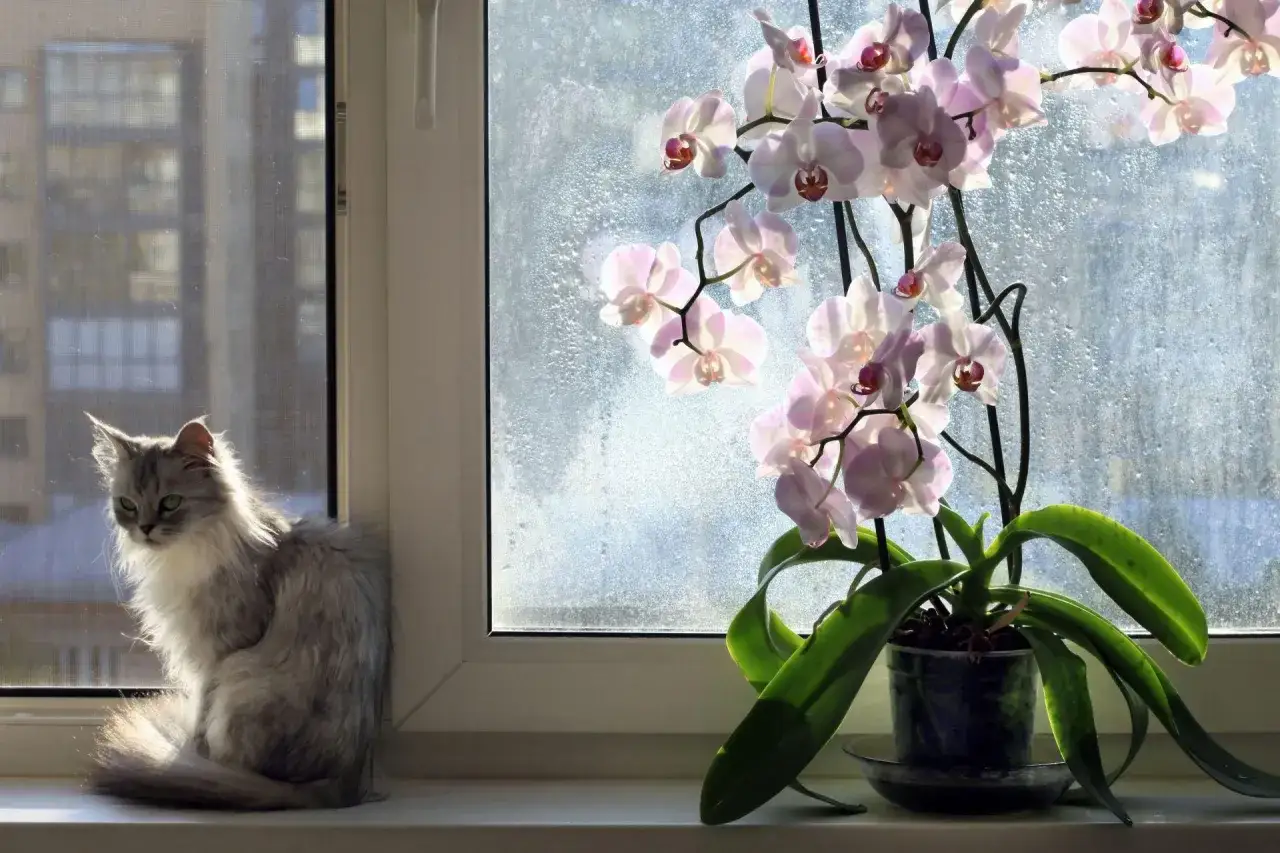Puszysty kot siedzi na parapecie obok kwitnącej orchidei. Czy storczyk jest trujący dla kota? Nie, storczyki są bezpieczne dla kotów.