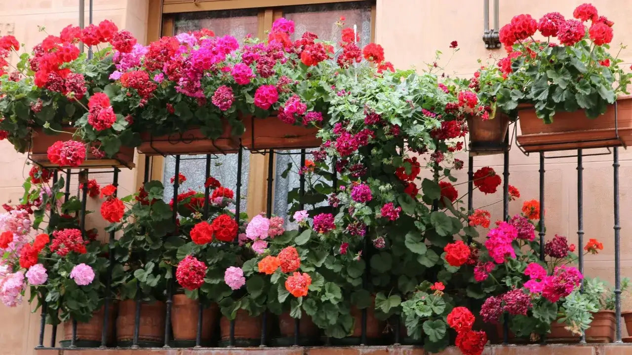 Balkon ozdobiony bujnymi, kaskadowymi pelargoniami w odcieniach czerwieni, różu i fuksji. Kwiaty tworzą barwną kaskadę, opadając z doniczek.