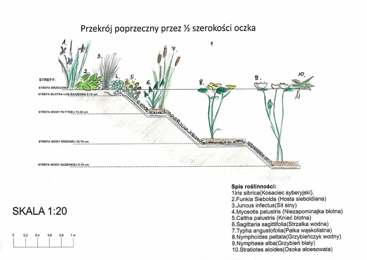 Przekrój oczka wodnego w ogrodzie z zaznaczonymi strefami roślinności i ich nazwami.