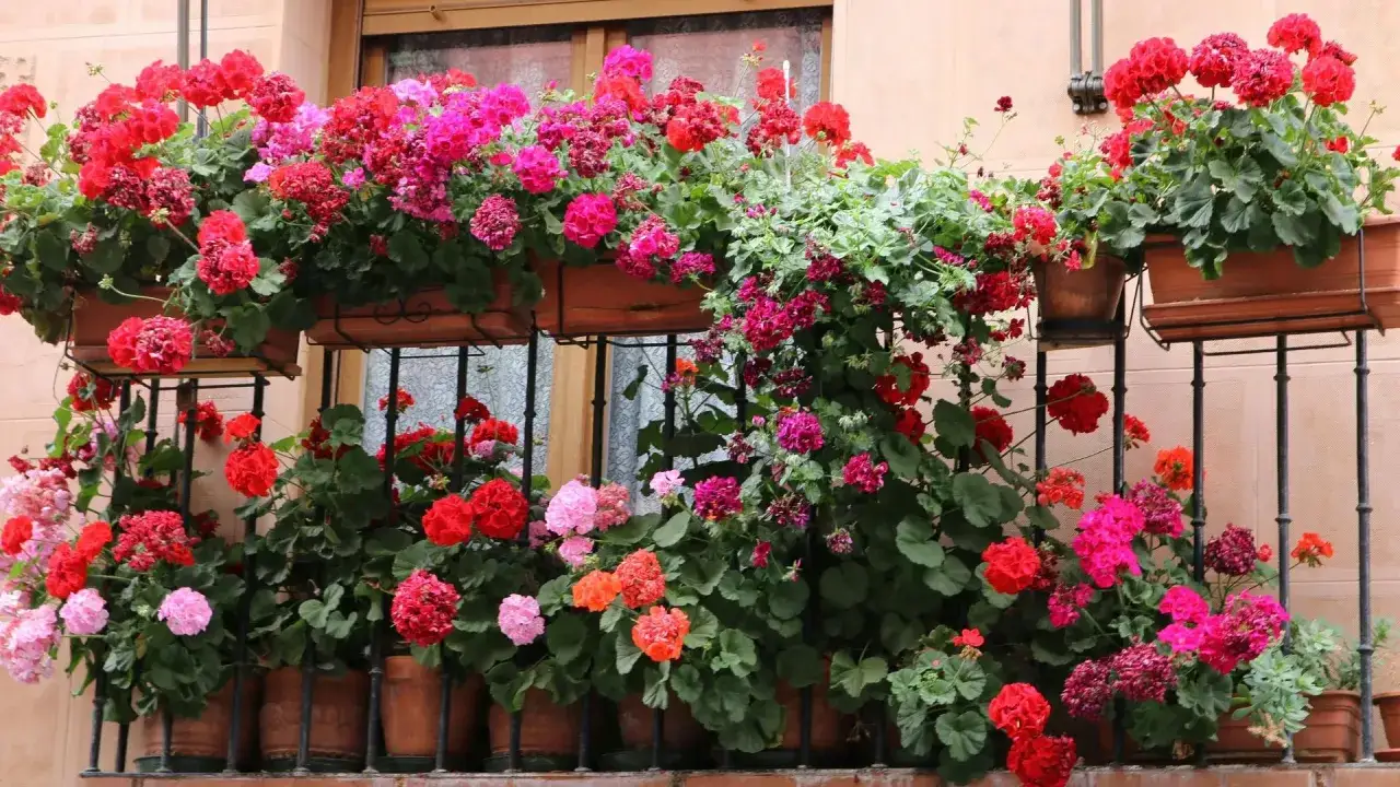 Bujne, kolorowe kwiaty na balkon zachodni: czerwone, różowe i fioletowe pelargonie tworzą kwitnącą kaskadę.