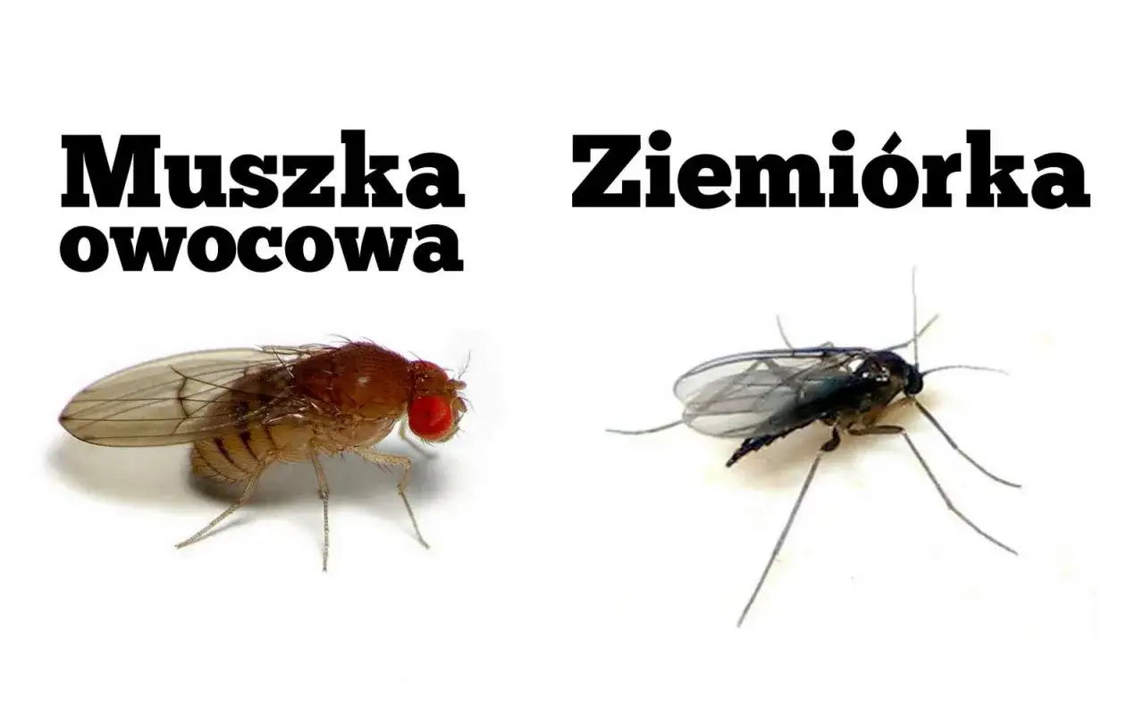 Dwa rodzaje meszek w domu: muszka owocowa i ziemiórka.