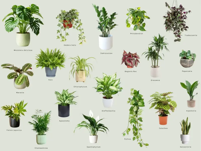 Rośliny do ciemnego pokoju: Monstera, Zamioculcas, Aglaonema, Sansevieria i inne zielone piękności.